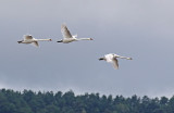 Swans