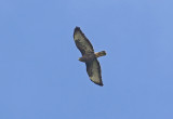 Common Buzzard