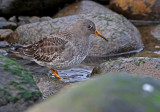 Purple Sandpiper