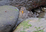 Purple Sandpiper