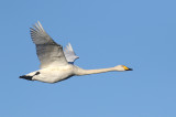Swans