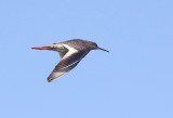 Common Redshank