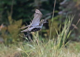 Golden Plover