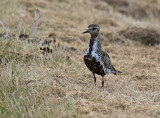 Golden Plover