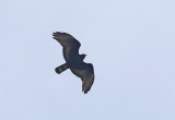 Zone-tailed Hawk