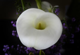 An Easter Cala Lily
