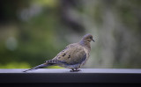 Our mourning dove