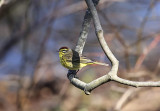 Peter's birding adventure: Palm warbler at Mt. Auburn