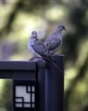 Two mourning doves