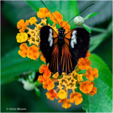 Au Jardin des Papillons de Hunwaihr (F-Haut-Rhin)