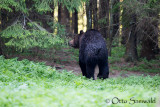 Brown Bear - Ursus arctos