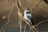 Lesser Spotted Woodpecker - Dendrocopos minor
