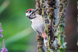 Great Spotted Woodpecker - Dendrocopos major