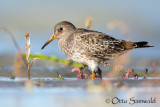 Purple Sandpiper - Calidirs maritima