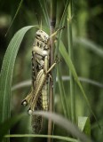 grasshopper details