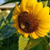 Pollen worker on the morning shift