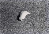 Sea Shell on Sand