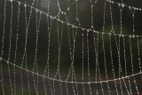 Spiderwebs at home - October 4, 2020