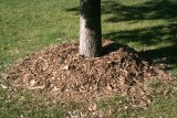 mulch_tree