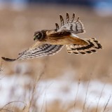 HarrierSamishFlats021019_2.jpg