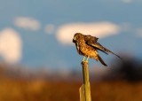 HarrierSamishFlats030419.jpg