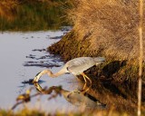HeronBayView032919.jpg