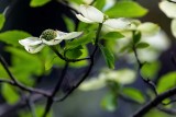 DogWoodRckprtStPrk042319.jpg