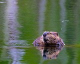 BeaverBarnabySlough042319_2.jpg