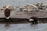 BaldEaglesSkagitRiver051619_1.jpg