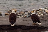 BaldEaglesSkagitRiver051619_2.jpg