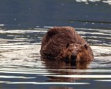 BeaverBarnabySlough052119.jpg