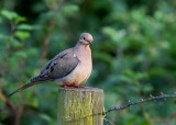 MourningDove070419.jpg