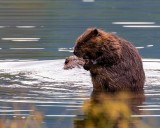 2BeavsGroomingBaSlough070319_6.jpg
