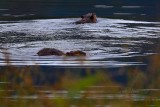 2BeavsGroomingBaSlough070319_7.jpg