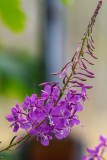 Fireweed071919.jpg