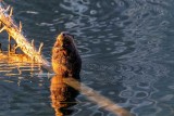 BeaverKitBarnabySlough081219.jpg