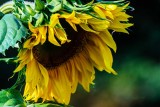 SunflowerCascadianFarm083019.jpg