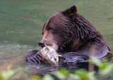 GrizzlyHyderAk091319_5.jpg