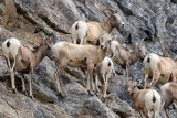 BigHornSheepAlberta062019.jpg