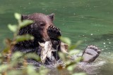 GrizzlyHyderAk091319_2.jpg