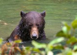 GrizzlyHyderAk091319_8.jpg