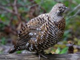 Ptarmigan2MedicnesMT.jpg