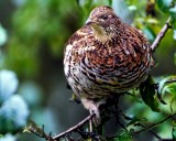 RuffedGrouse101919_2.jpg