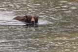 GrizzlyHyderAk091319_11.jpg