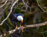 Eagle530Brdg102719.jpg