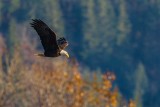 EagleFlight102819.jpg