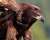 JuvenileEagle111019_4.jpg