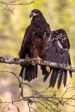 JuvenileEagle111019_6.jpg