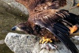 JuvenileEagle111019_3.jpg