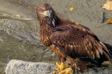 JuvenileEagle111019_7.jpg